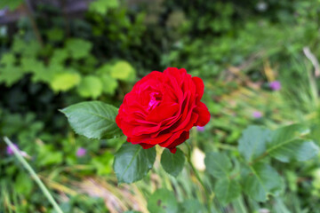 Spring garden flower plant background copy space