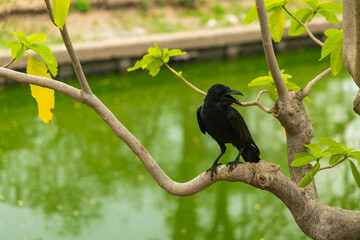 a crow perched on a low branch inside the Lumpini Park, Bangkok, Thailand