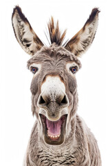 A donkey with its mouth open, appearing to laugh, isolated on a white background