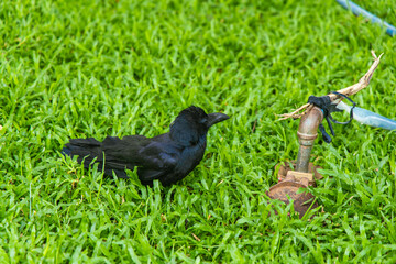 a crow on a grassy ground near a faucet inside Lumpini Park in Bangkok, Thailand