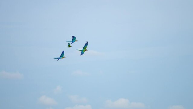 Blue and yellow macaw parrot bird  flying show in the park