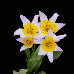 Kretische Tulpen