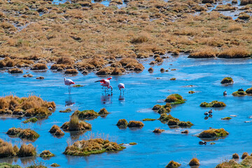 desert landscape of the highlands of Chile