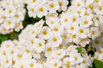 Small white flowers of Spiraea chamaedryfolia, close-up.