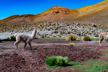 alpaca in the highlands of Chile