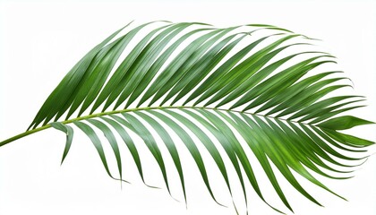 Obraz premium tree, branch, palm, nature, leaf, pine, christmas, fir, plant, green, tropical,