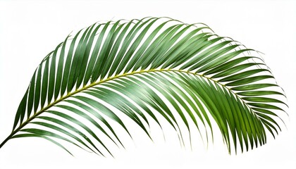 Obraz premium palm leaf isolated on white