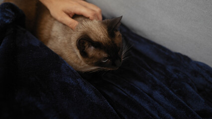 A person gently strokes a siamese cat resting on a blue velvet blanket indoors, portraying a sense...