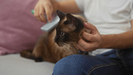 In a cozy indoor setting, a man gently grooms a siamese cat with a brush, illustrating a moment of...