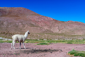 Naklejka premium alpaca in the highlands of Chile