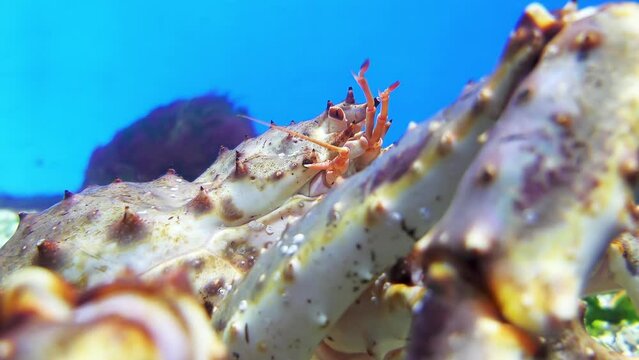 American lobster (Homarus americanus) is species of lobster found on the Atlantic coast of North America. It is also known as Atlantic, Canadian, true, northern, Canadian Reds, or Maine lobster.