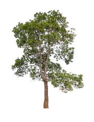 Mature big tropical tree isolated on white background for design usage concept
