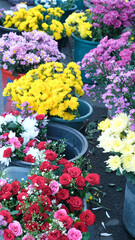 A beautiful flowers displays