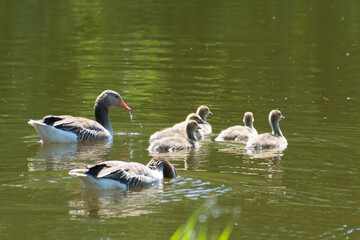 A greylag goose family with goslings swims in a pond.