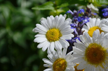 Obraz premium Wild daisy flowers growing on meadow, white chamomiles on green grass background. Oxeye daisy, Leucanthemum vulgare, Daisies, Dox-eye, Common daisy, Dog daisy, Gardening concept.