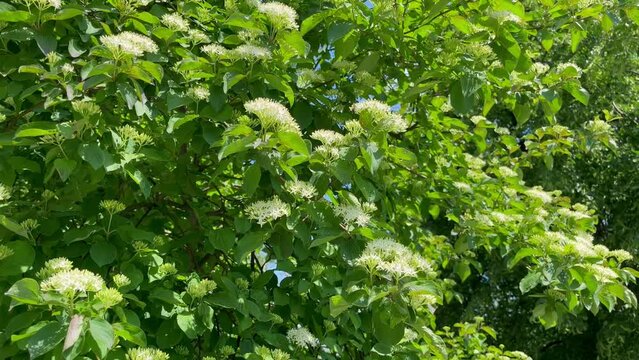 blooming Cornus sanguinea plant with clusters of small white flowers and green foliage