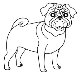Obraz premium Pug with wrinkled muzzle, dog. Animal, pet, pet shop and veterinary clinic, illustration