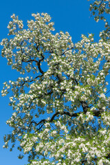 White flowers of Robinia pseudoacacia. false acacia, black locust.