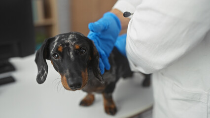 A veterinarian in a white coat examines a concerned dachshund indoors at the clinic.