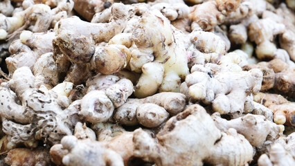 Freshly harvested ginger roots on display