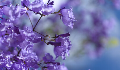 Flowers of blue jacaranda, Jacaranda mimosifolia