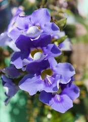 Flowering Thunbergia laurifolia,  blue trumpet vine, natural macro floral background