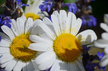 Wild daisy flowers growing on meadow, white chamomiles on green grass background. Oxeye daisy, Leucanthemum vulgare, Daisies, Dox-eye, Common daisy, Dog daisy, Gardening concept.