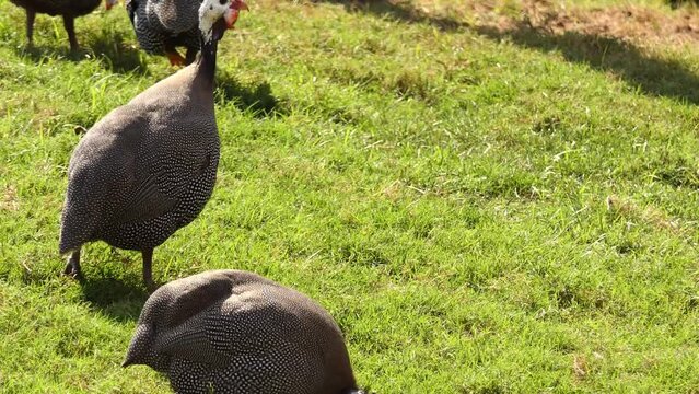 helmeted guineafowl (Numida meleagris) is the best known of the guineafowl bird family, Numididae, and the only member of the genus Numida. It is native to Africa, mainly south of the Sahara.