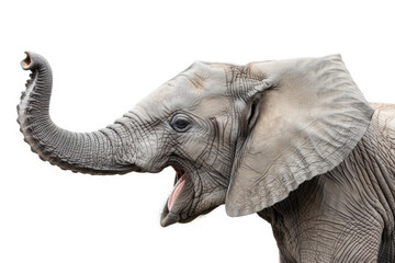 An elephant with a wide, joyful grin, looking happy, isolated on a white background