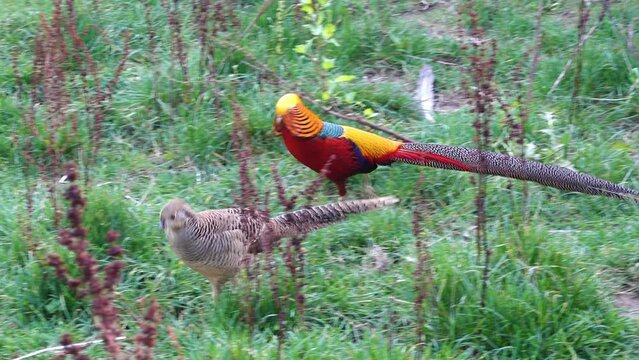 golden pheasant (Chrysolophus pictus)