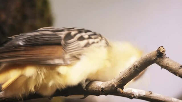Guira cuckoo (Guira guira)