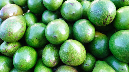 Files of green avocados on display 