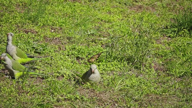 Monk parakeet (Myiopsitta monachus), also known as Quaker parrot, is species of true parrot in family Psittacidae. It is small, bright-green parrot with greyish breast and greenish-yellow abdomen.