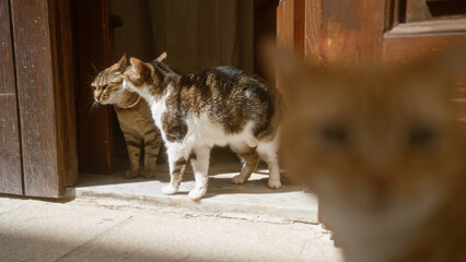 Three cats enjoying the sunny outdoors, with two of them close to a wooden door and one in the foreground, exploring their surroundings.