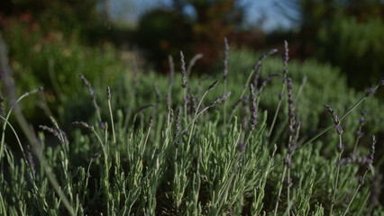 Lavender plants in a lush outdoor garden in puglia, southern italy, showcasing the fragrant purple flowers and green foliage under blue sky.