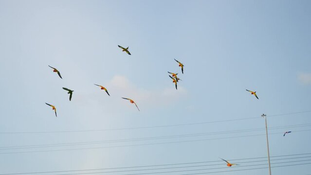 Small bird sun conures yellow green and orange color parrot bird  flying show in the park