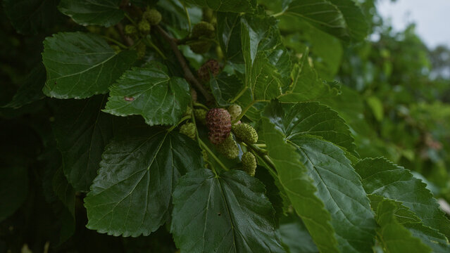 Close-up of mulberry tree leaves with ripening mulberries in a lush outdoor setting in puglia, italy, showcasing vibrant green foliage and unripe fruit. - Powered by Adobe