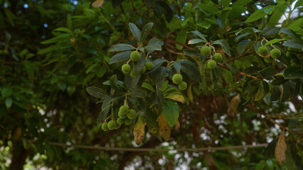 Branches of an arbutus unedo, known as strawberry tree, in a lush garden in puglia, italy, featuring green leaves and unripe fruits.