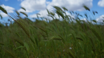 Close-up view of wild hordeum murinum grass in a field in puglia, italy, swaying gently under a partly cloudy blue sky.