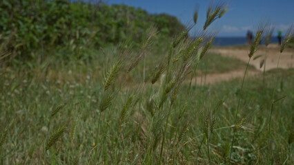 Wild barley plants sway in the wind on a sunny day along a coastal path in puglia, italy, with lush greenery and the mediterranean sea visible in the background.