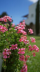 Beautiful pink geraniums in bloom with a traditional white building in the background, highlighting the vibrant greenery and clear blue sky of puglia, italy.