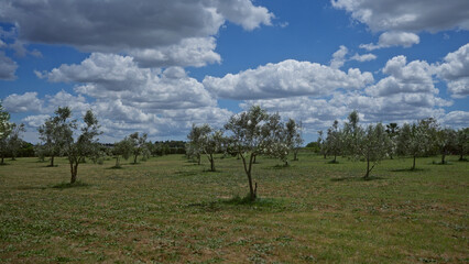 A scenic olive grove in puglia, italy, under a bright blue sky with fluffy clouds, showcasing young olive trees thriving in the open field.