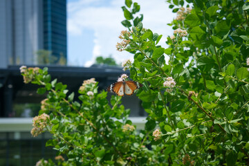 Butterfly in a garden under the sun