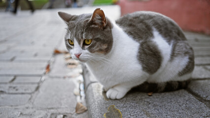 A curious gray and white cat perches on an urban curb, observing street life in an exterior city setting.