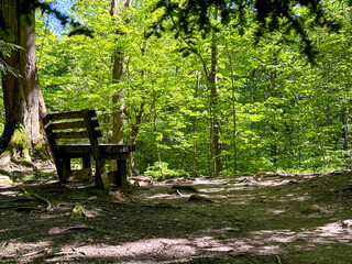 bench in the forest