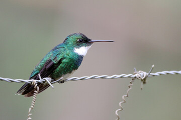 White-throated Hummingbird(Leucochloris albicollis) perched on a barbed wire - Powered by Adobe