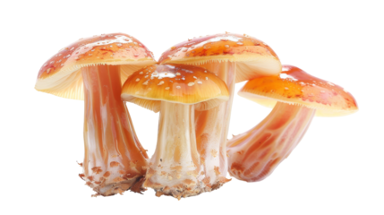 Whimsical Gathering of Tiny Mushrooms