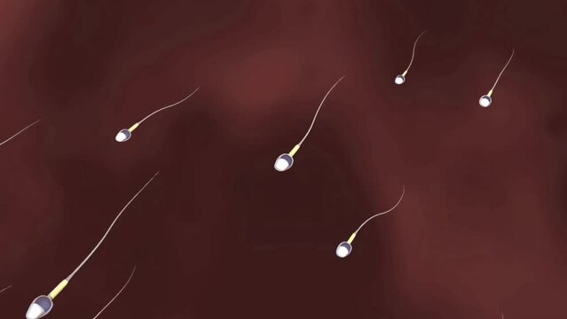 Male sperms motility and morphology