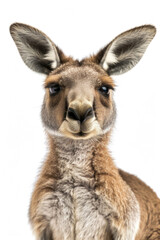 A kangaroo with a wide smile, looking joyful, isolated on a white background