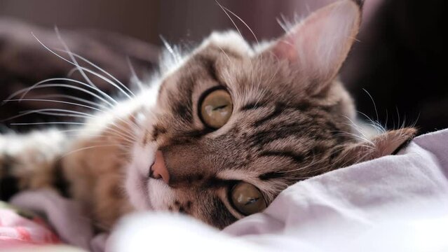Close-up portrait of cute, fluffy kitten. Tabby cat relaxing on the bed. funny pets	